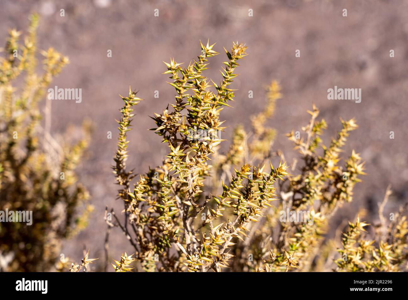 Chuquiraga atacamensis Kuntze, Valle del Arcoiris or Rainbow Valley in the Atacama Desert near San Pedro de Atacama, Chile. Stock Photo