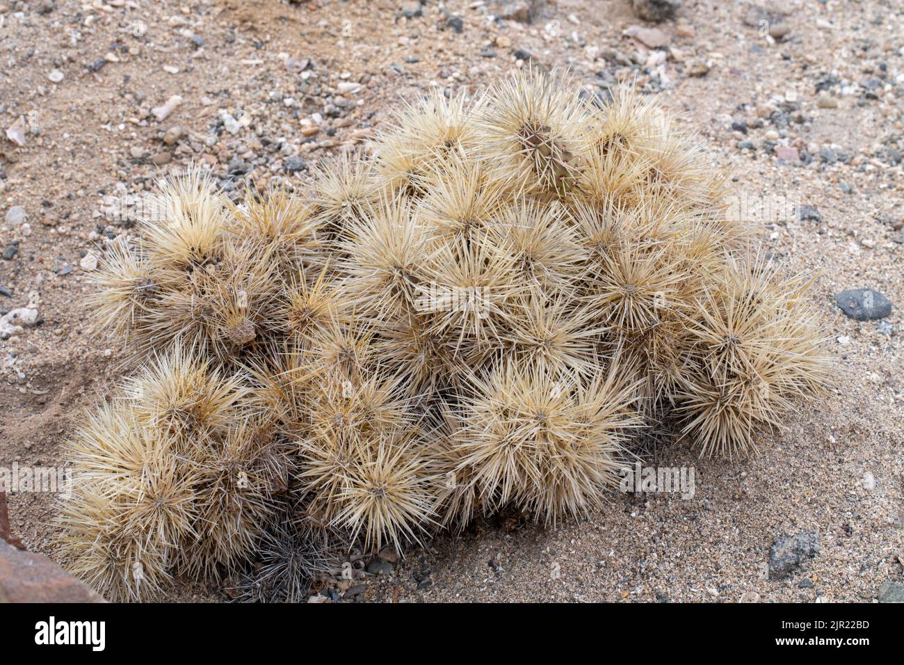 Sheathed Cholla or Tunicate Cactus, Cylindropuntia tunicata, in Pan de Azucar National Park in the Atacama Desert of Chile. Stock Photo