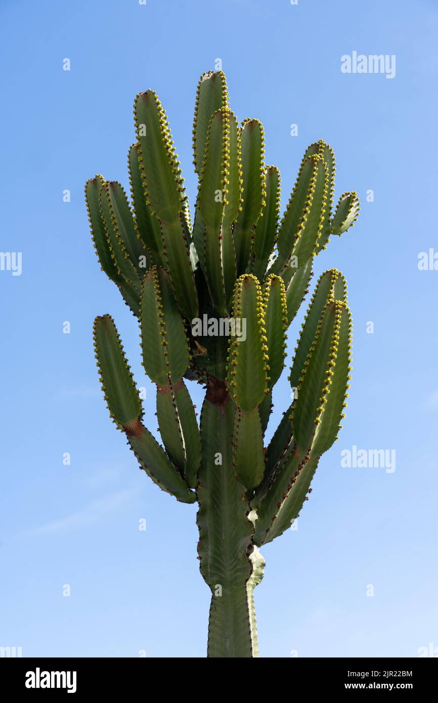 A large cactus-like euphorbia in Caleta Pan de Azucar, Pan de Azucar National Park in the Atacama Desert of Chile. Stock Photo