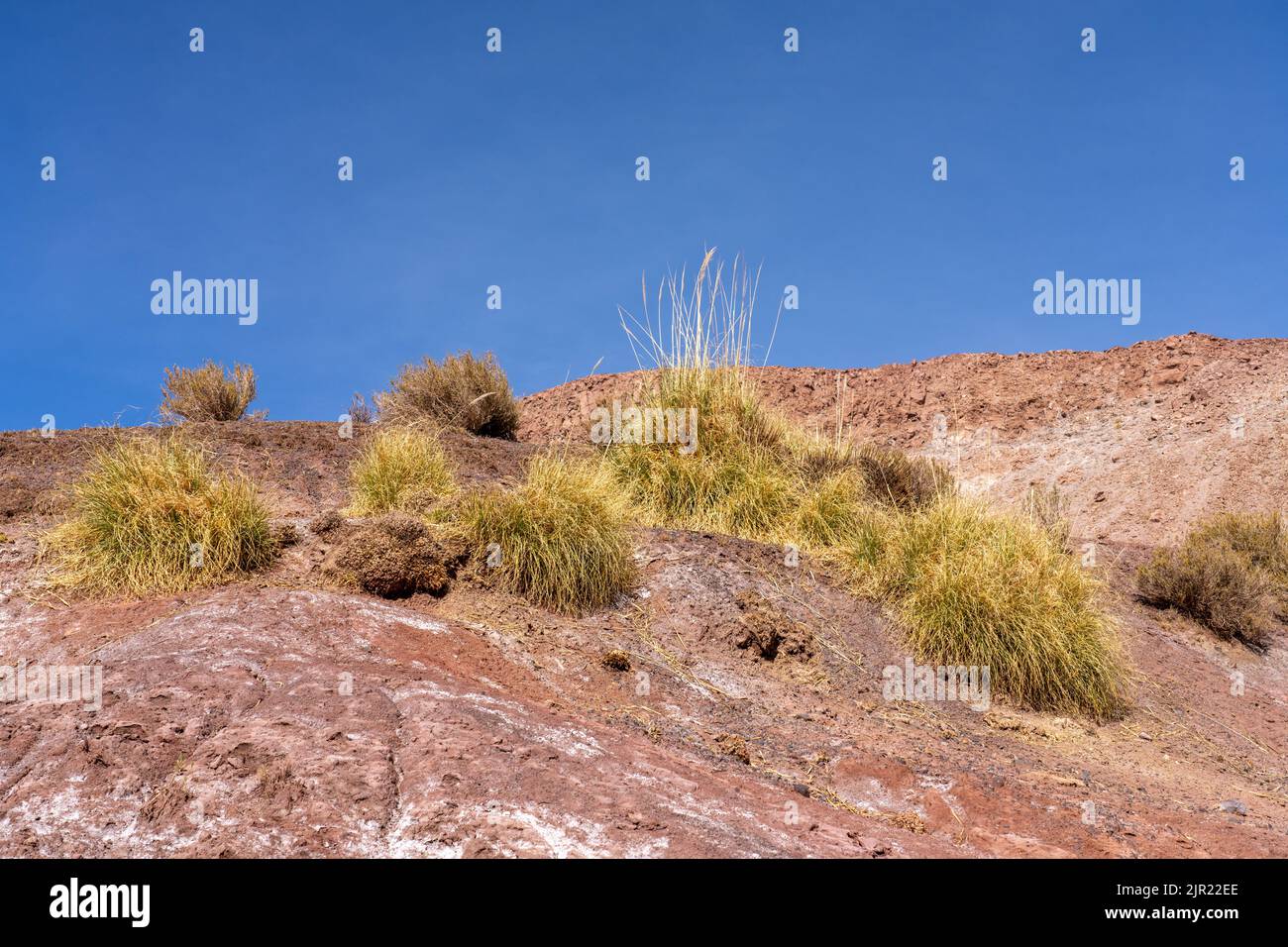 Pampas grass in the Valle del Arcoiris or Rainbow Valley in the Atacama Desert near San Pedro de Atacama, Chile. Stock Photo
