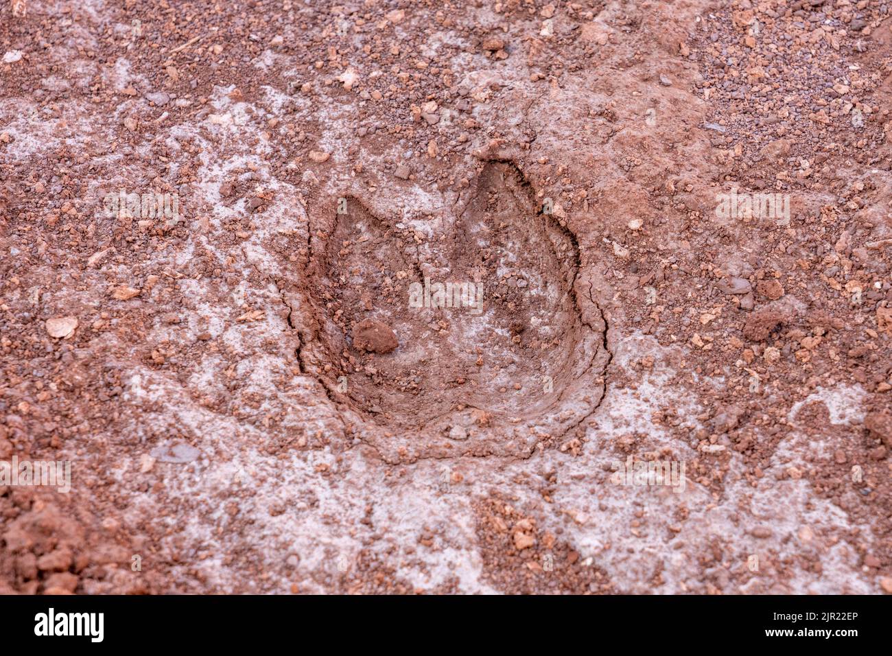 A llama footprint in the Valle del Arcoiris or Rainbow Valley near San Pedro de Atacama, Chile. Stock Photo