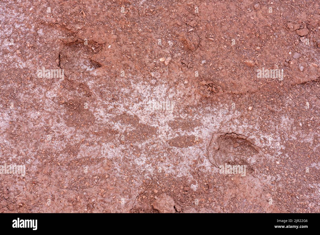 Llama footprints in the Valle del Arcoiris or Rainbow Valley near San Pedro de Atacama, Chile. Stock Photo