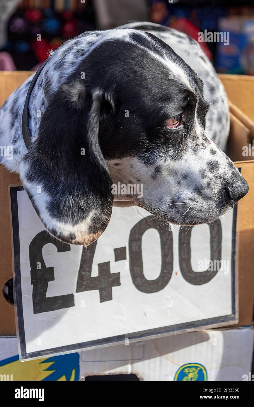 Dog for sale. Stall holders dog on a market stall. Stock Photo