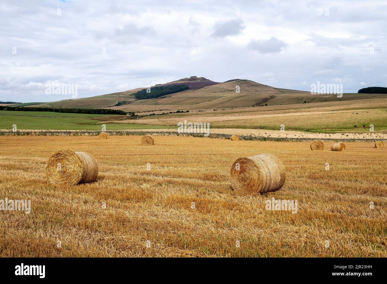 Straw bales in a newly harvested field with Rubers Law hill in the distance, Scottish Borders. Stock Photo