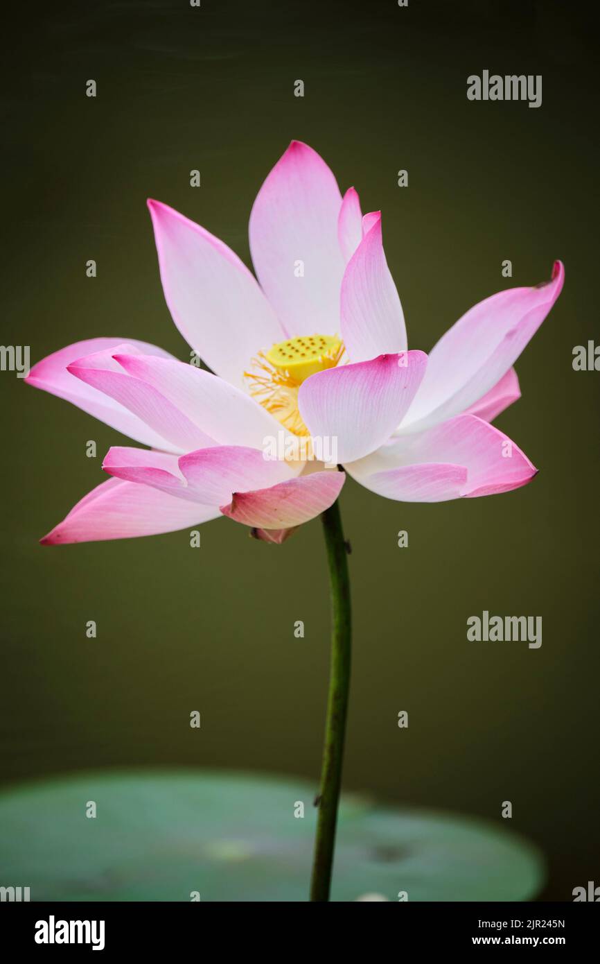 lotus, the national flower of Vietnam Stock Photo - Alamy