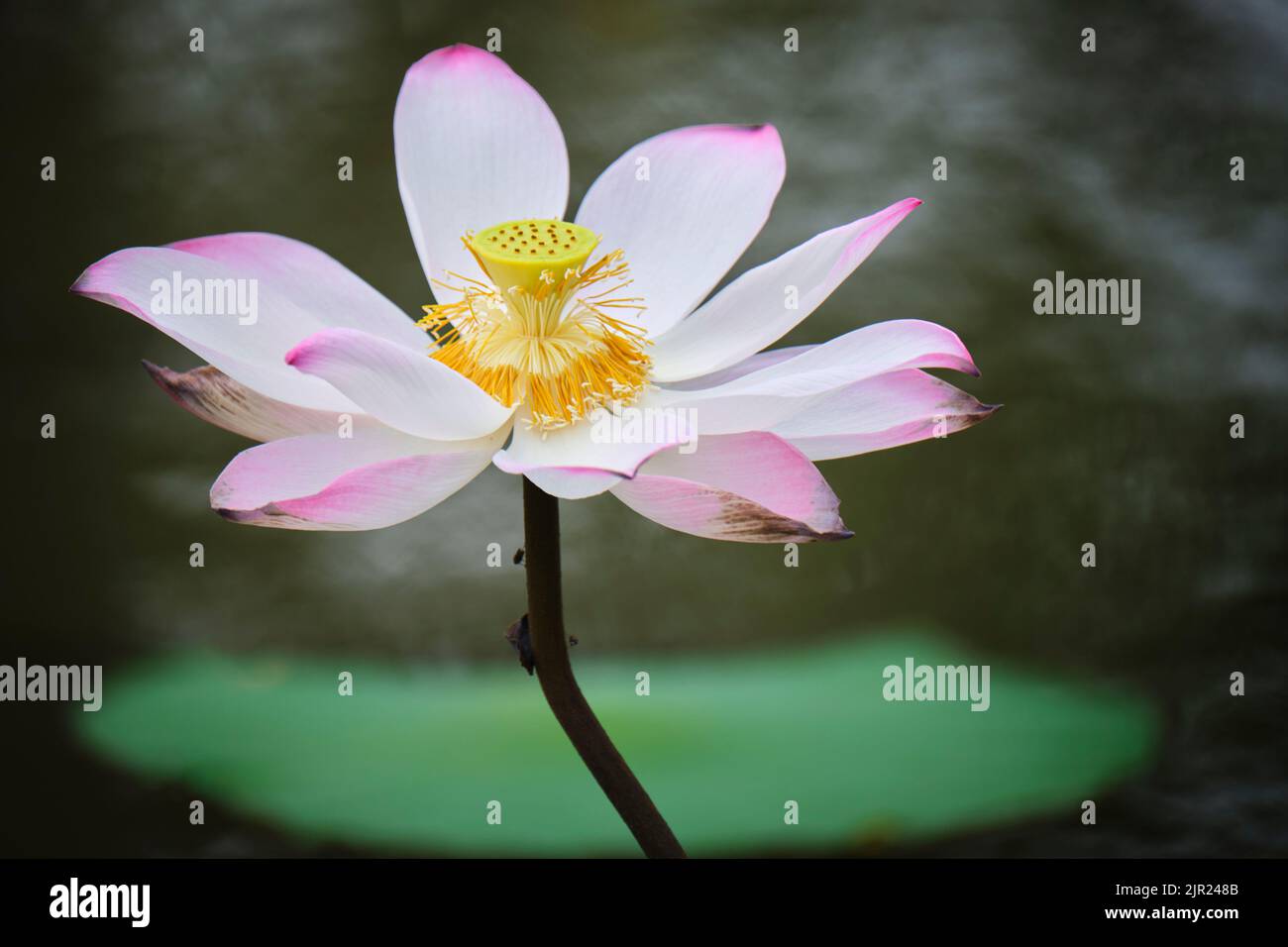 lotus, the national flower of Vietnam Stock Photo Alamy