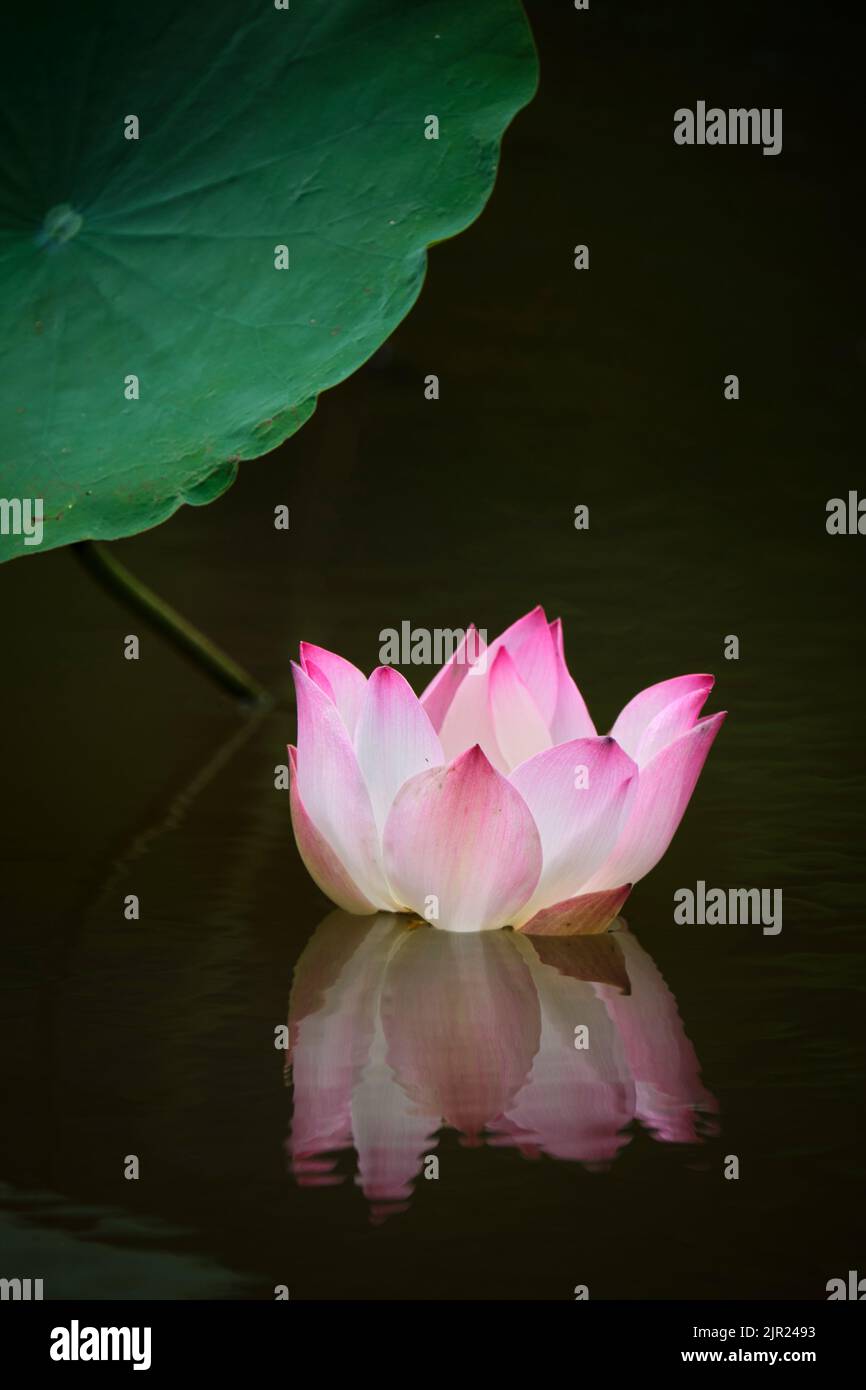 lotus, the national flower of Vietnam Stock Photo Alamy