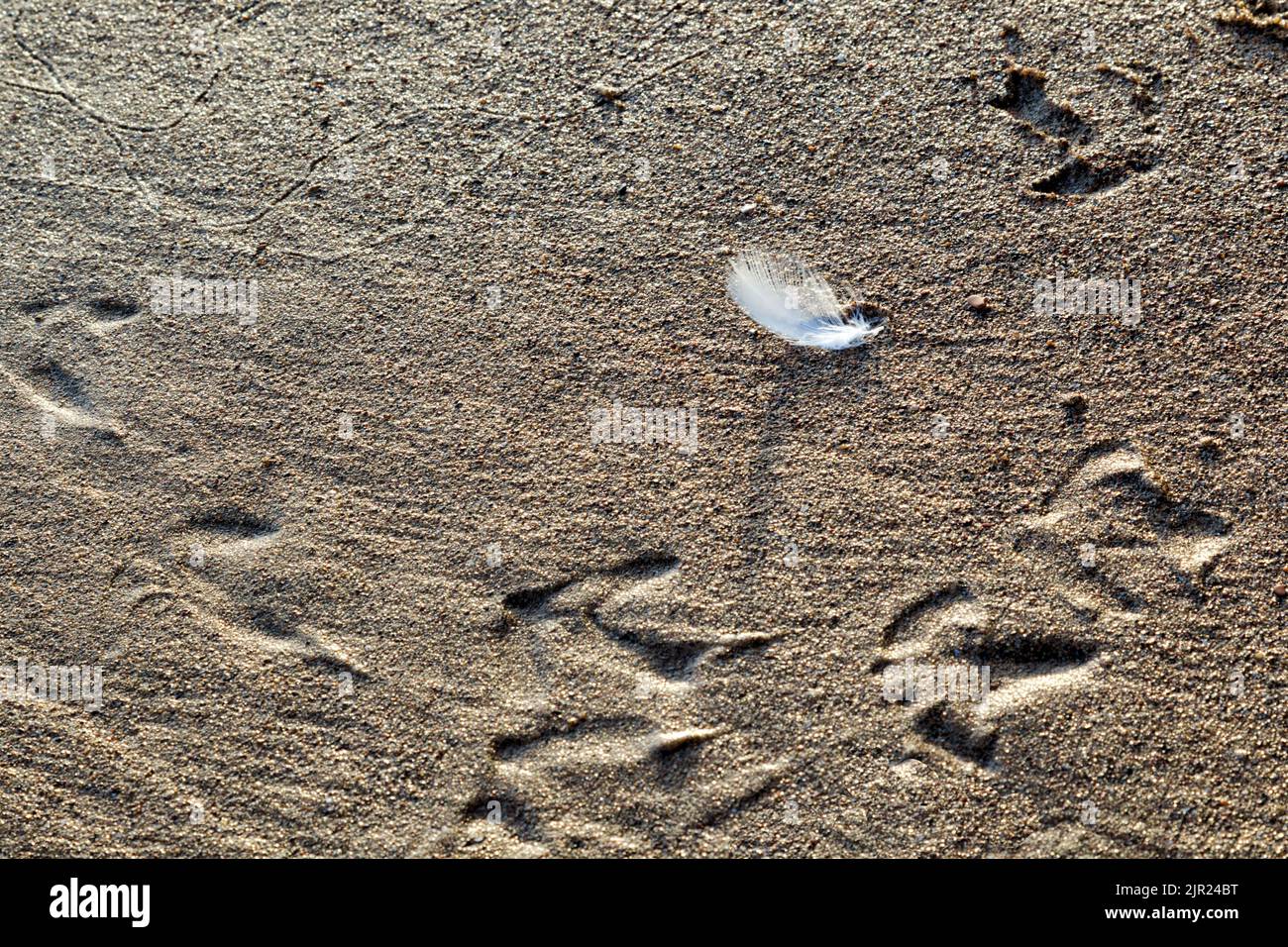 A white feather seen in morning light lying on a coarse sand beach surrounded by seagull footprints and sandworm tracks Stock Photo
