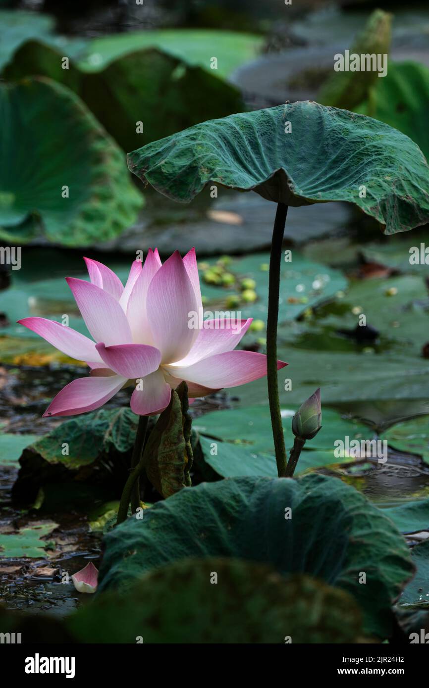 lotus, the national flower of Vietnam Stock Photo Alamy