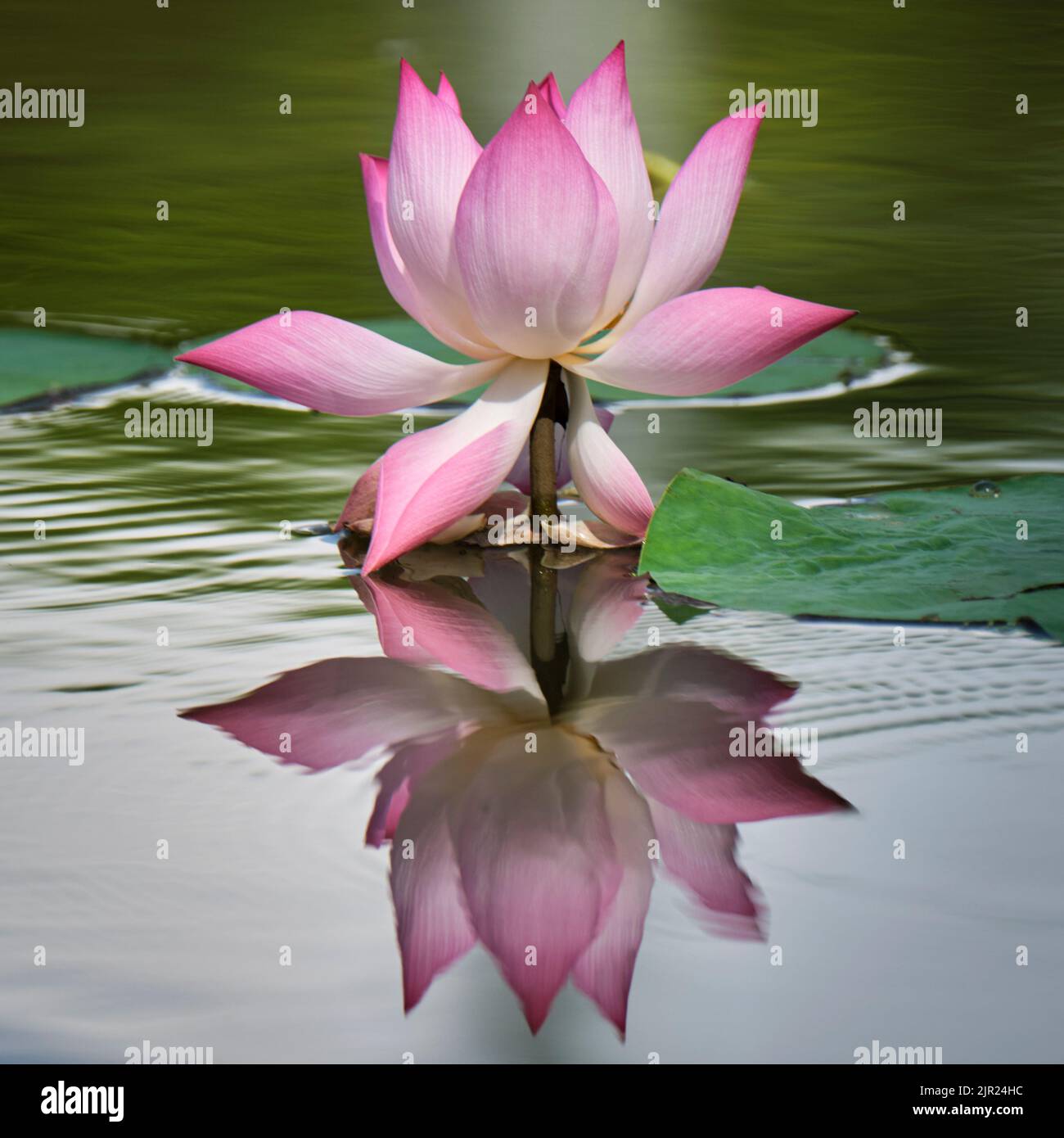 My Image 15