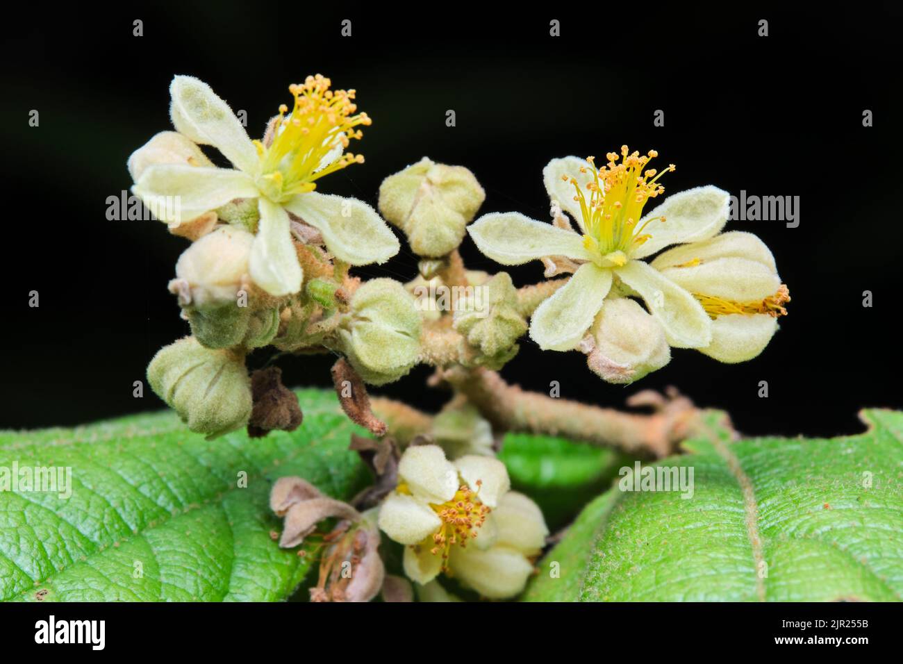 Beautiful flowers in Ho Chi Minh City Park, Vietnam Stock Photo Alamy