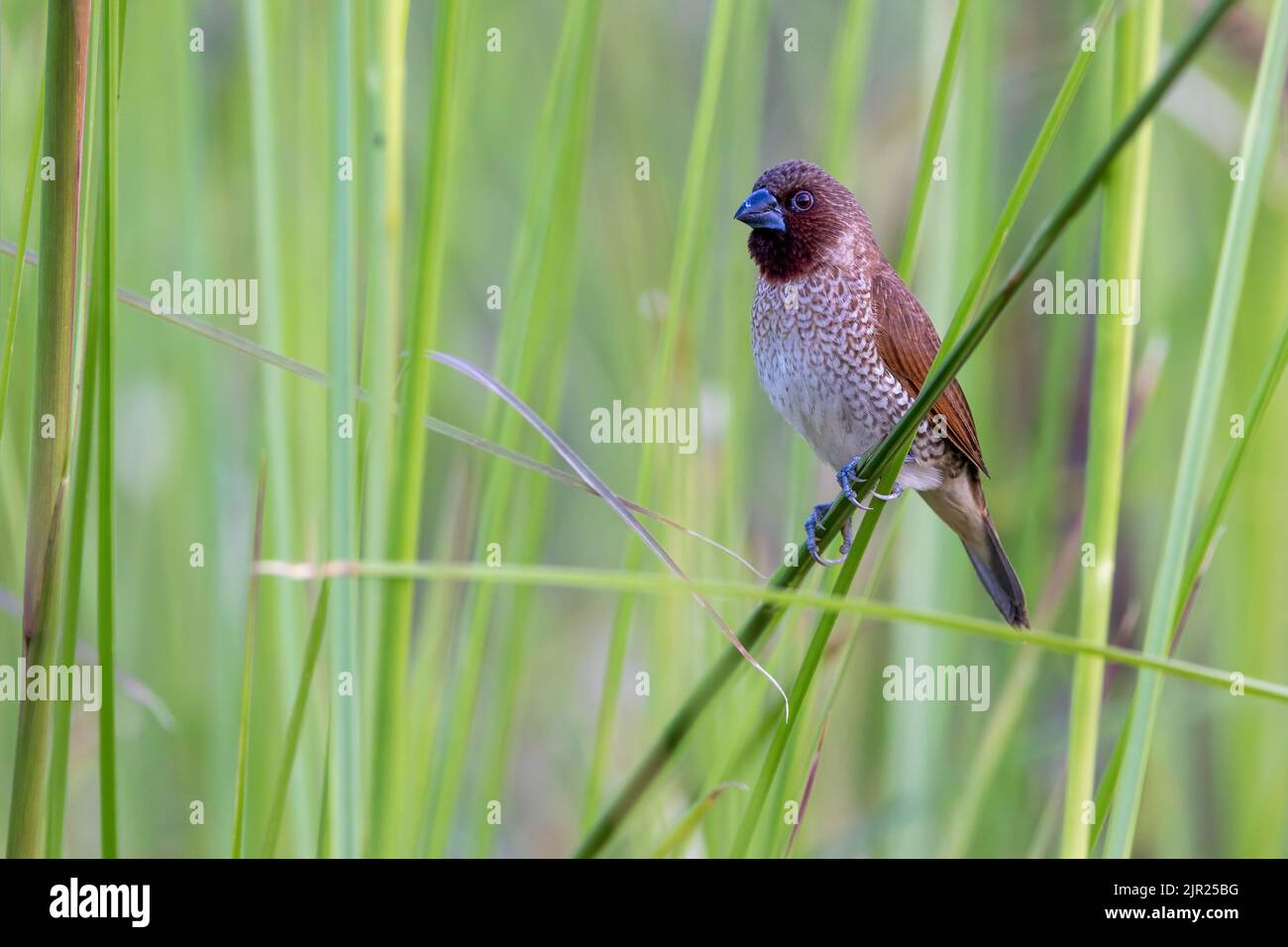 A Scaly-breasted munia (Lonchura punctulata) standing on a blade of grass in a Bangkok park, Thailand Stock Photo
