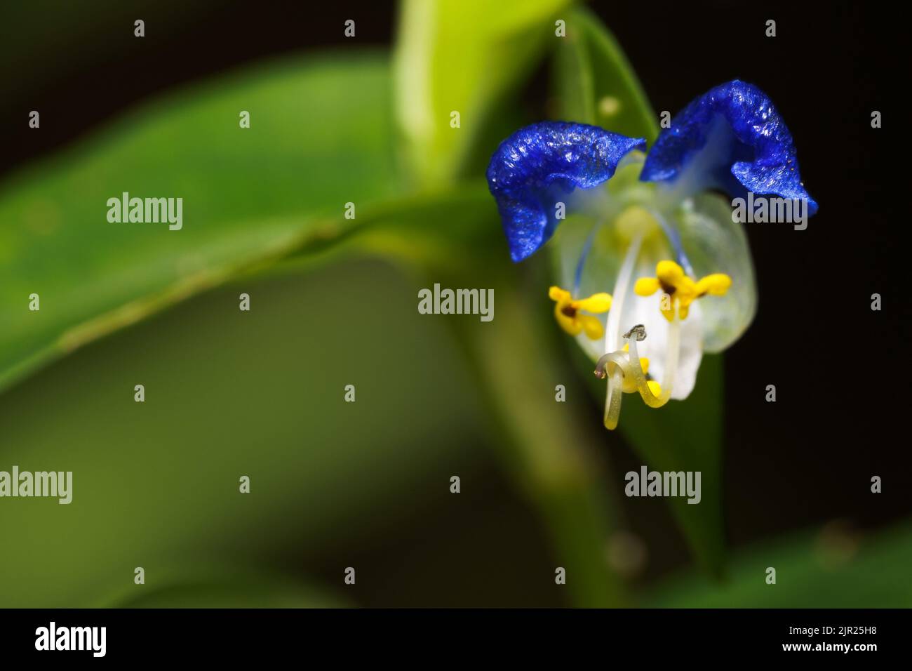 Commelina communis (Asiatic dayflower) is an annual plant that blooms in summer with two light blue petals and one small white petal underneath. Stock Photo