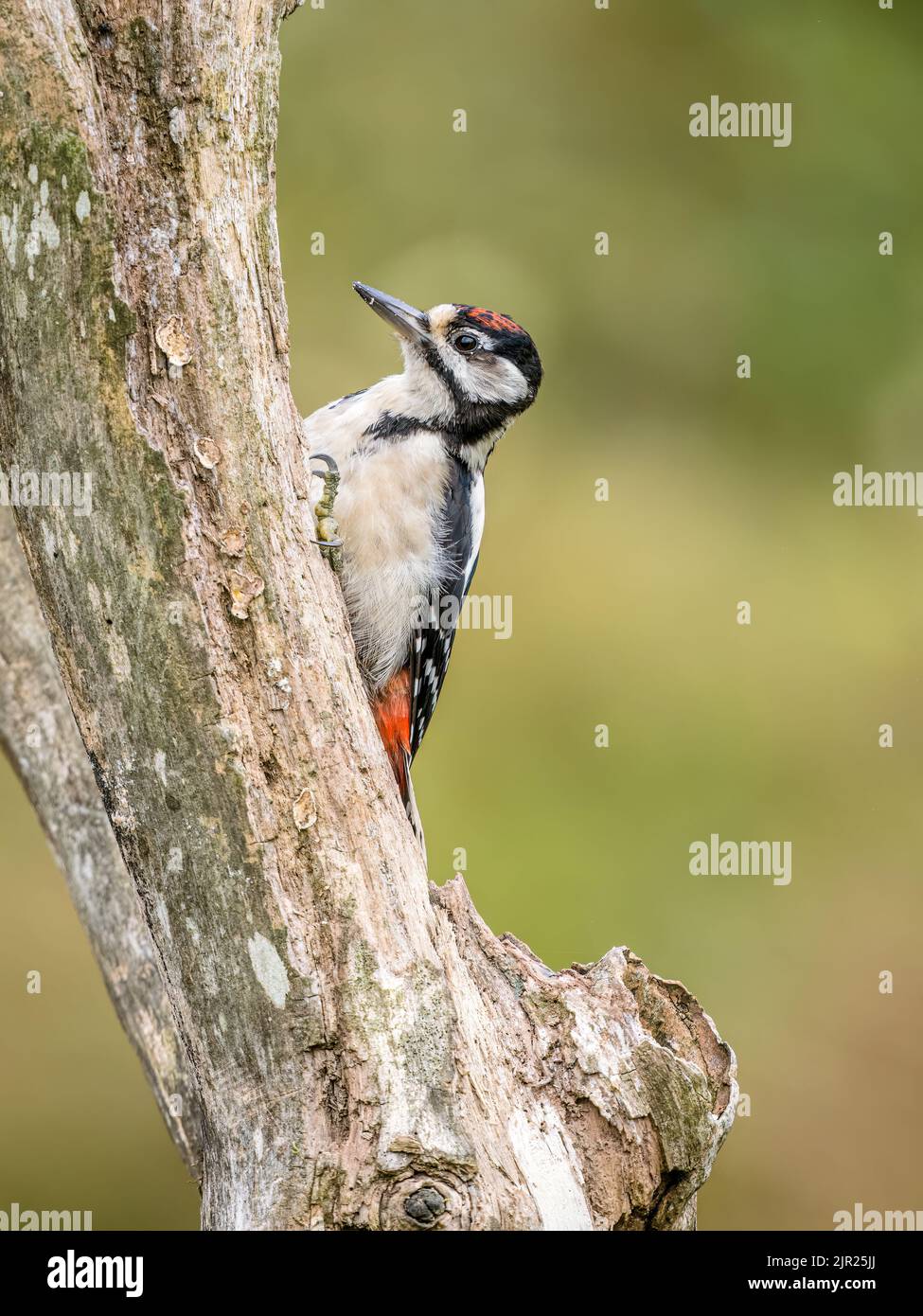 Juvenile great-spotted woodpecker in mid Wales Stock Photo - Alamy