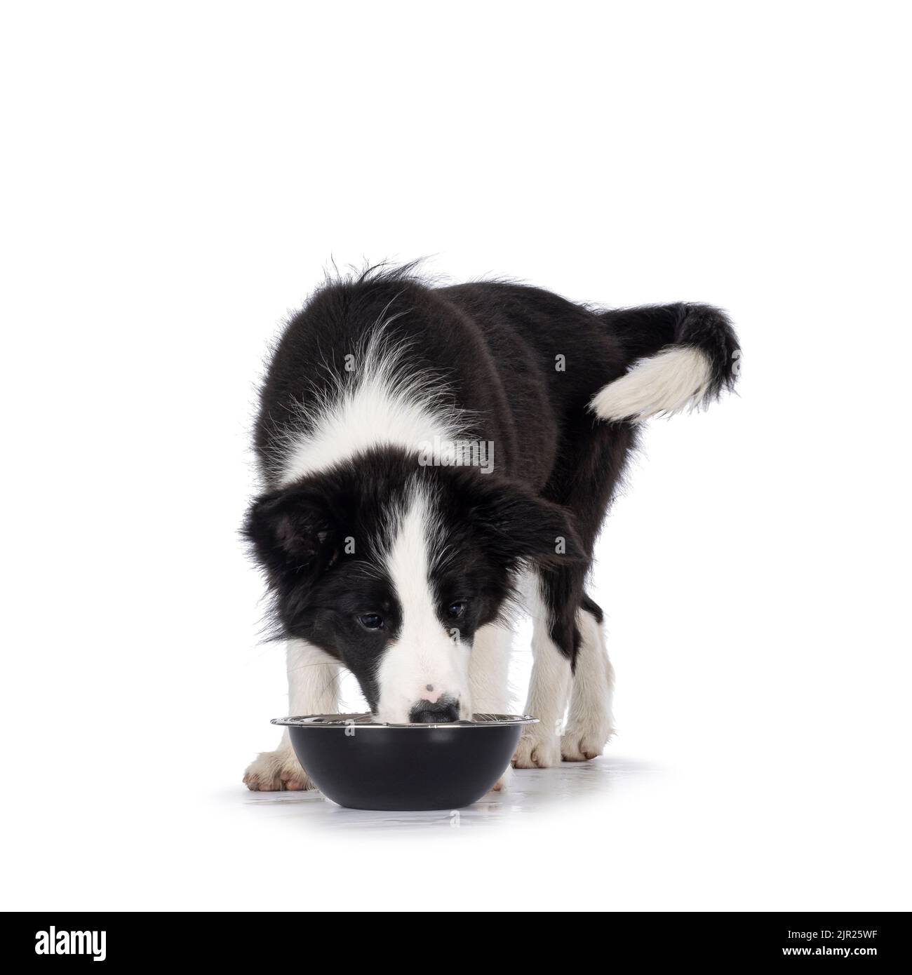 Baby dog bowl no dog Cut Out Stock Images Pictures Alamy