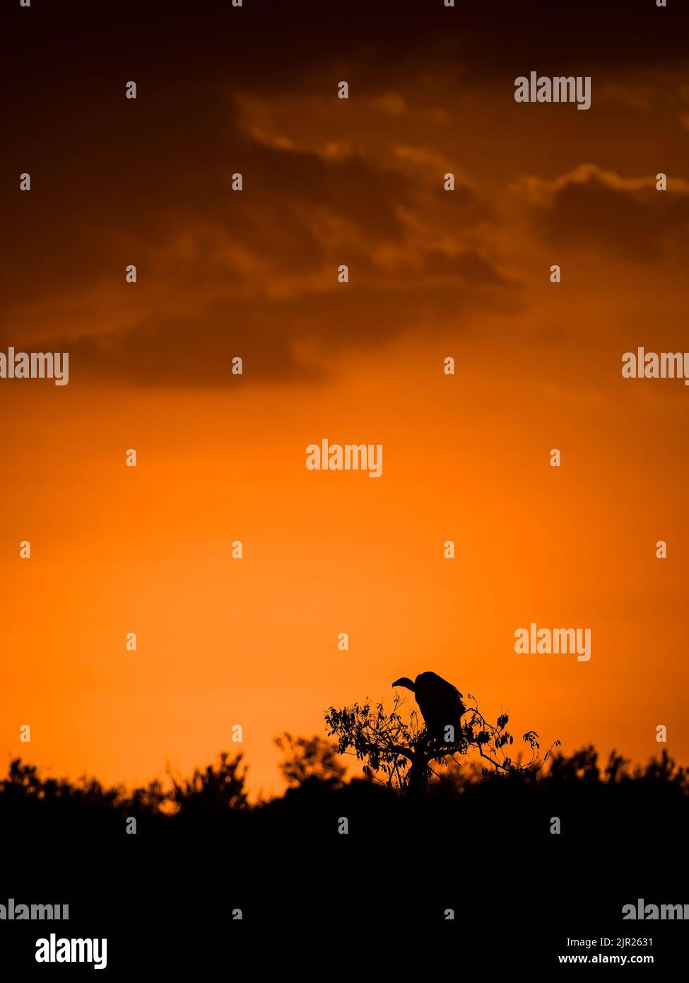 Africa safari animals sunset hi-res stock photography and images - Alamy
