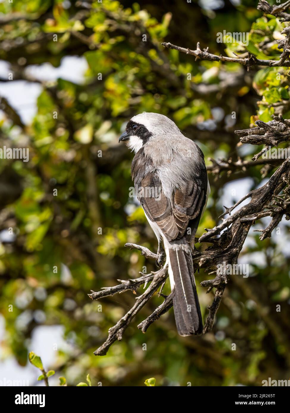 Grey backed fiscal shrike in Kenya, East Africa Stock Photo - Alamy