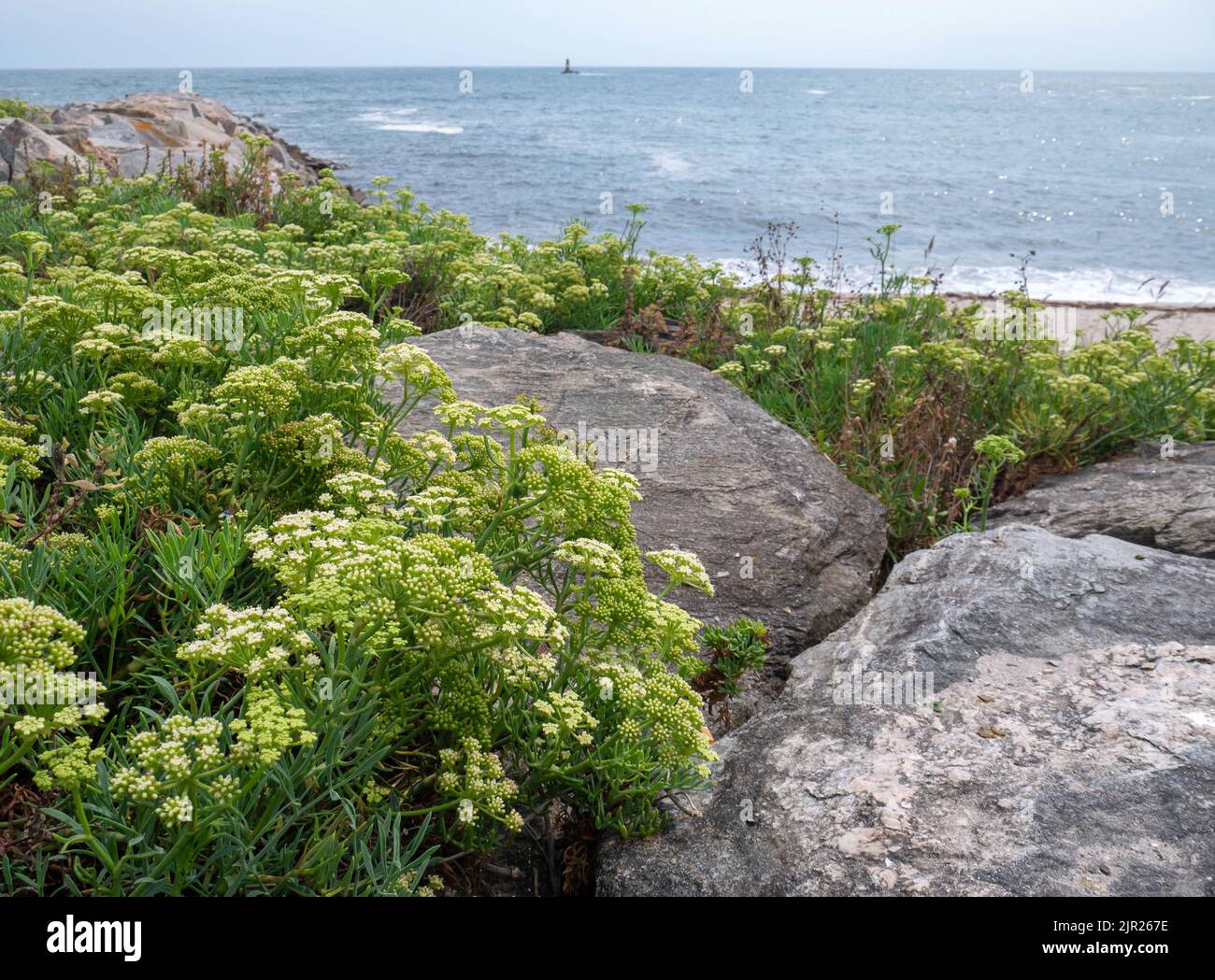 Crithmum maritimum, rock samphire or sea fennel or samphire flowering succulent plants on the blurred background at the coast near Burela lighthouse, Stock Photo