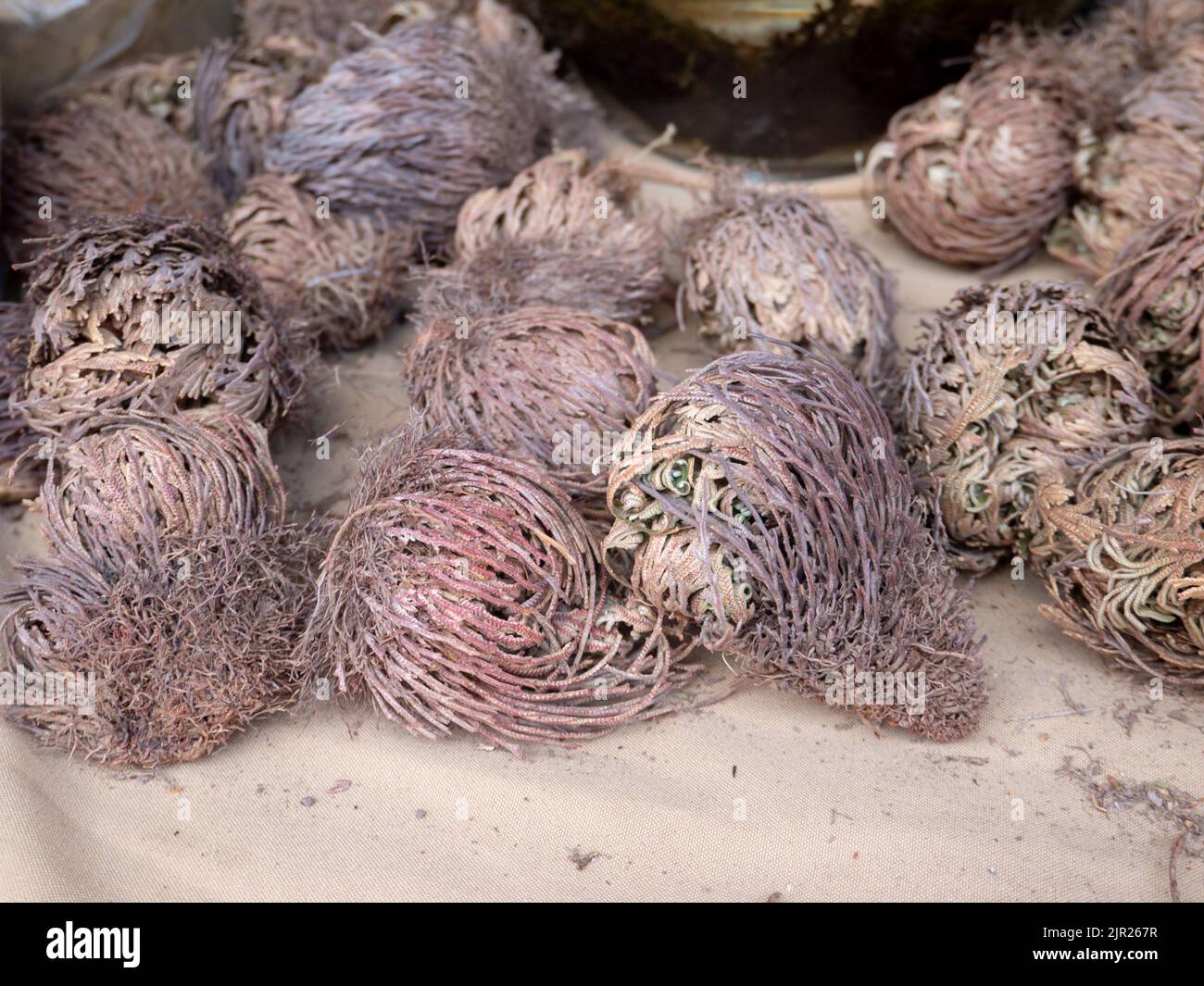 False rose of jericho hi-res stock photography and images - Alamy