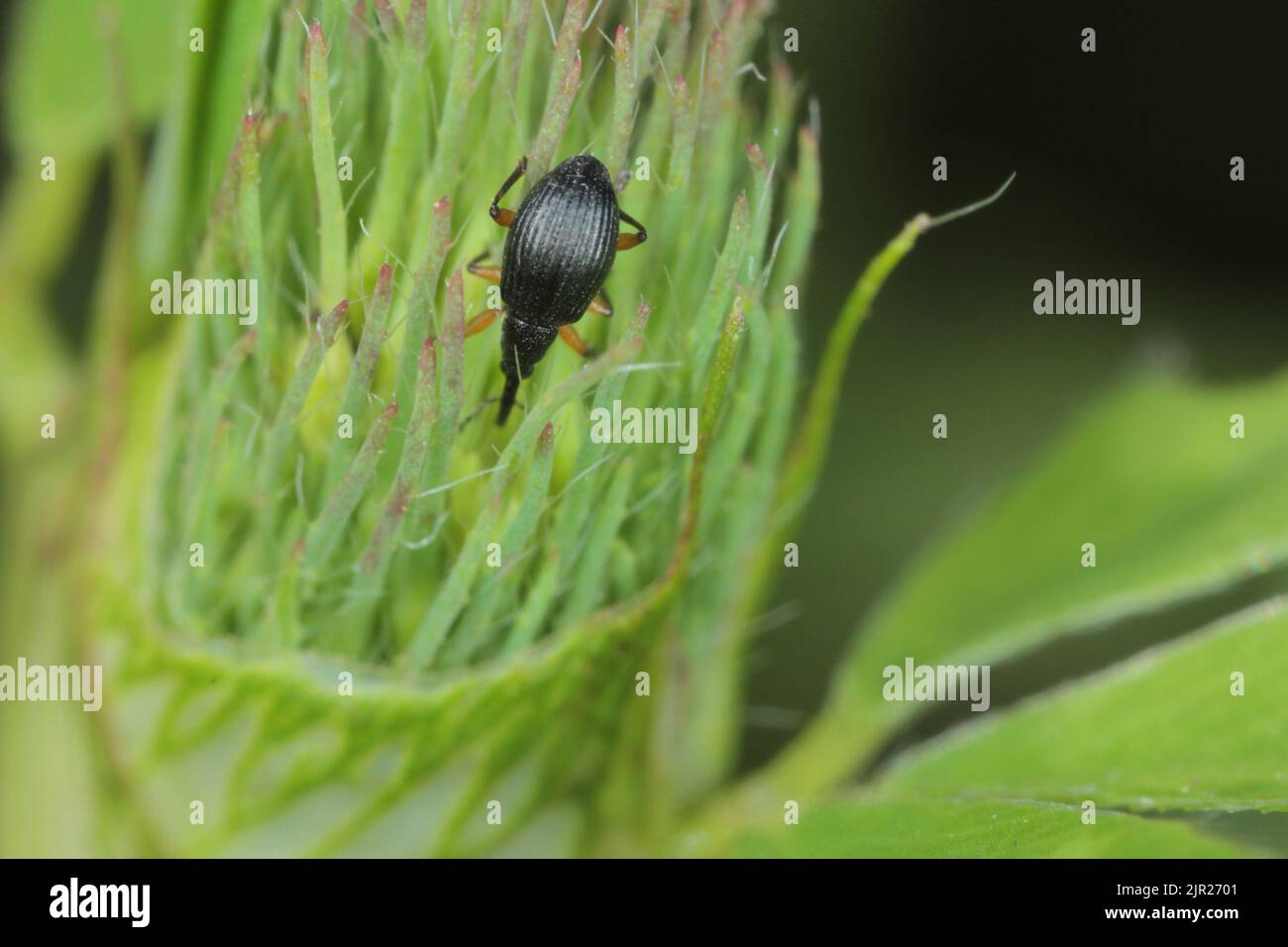 Apion trifolii (clover seed weevil) on a bloomed clover flower. Stock Photo