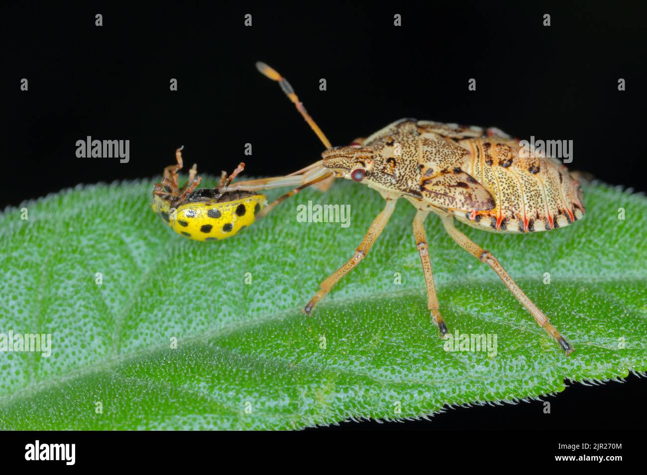 Nymph, the larva of an insect of the family Pentatomidae (shield bug) with a hunted ladybug. Stock Photo