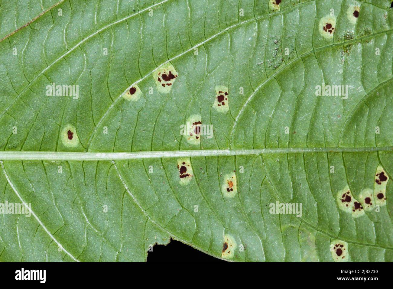 Rust caused by Puccinia komarovii on green leaf of Impatiens parviflora (Small balsam) Stock Photo