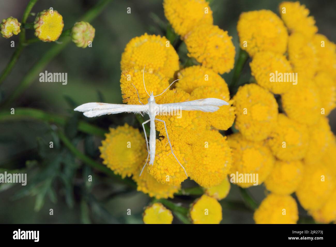 Night Butterfly Pterophoridae (Alucitidae) on the flowers of the verdure. Stock Photo