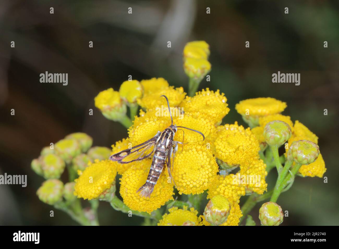 Thrift Clearwing (Pryopteron muscaeformis), a tiny wasp-mimic moth. Stock Photo