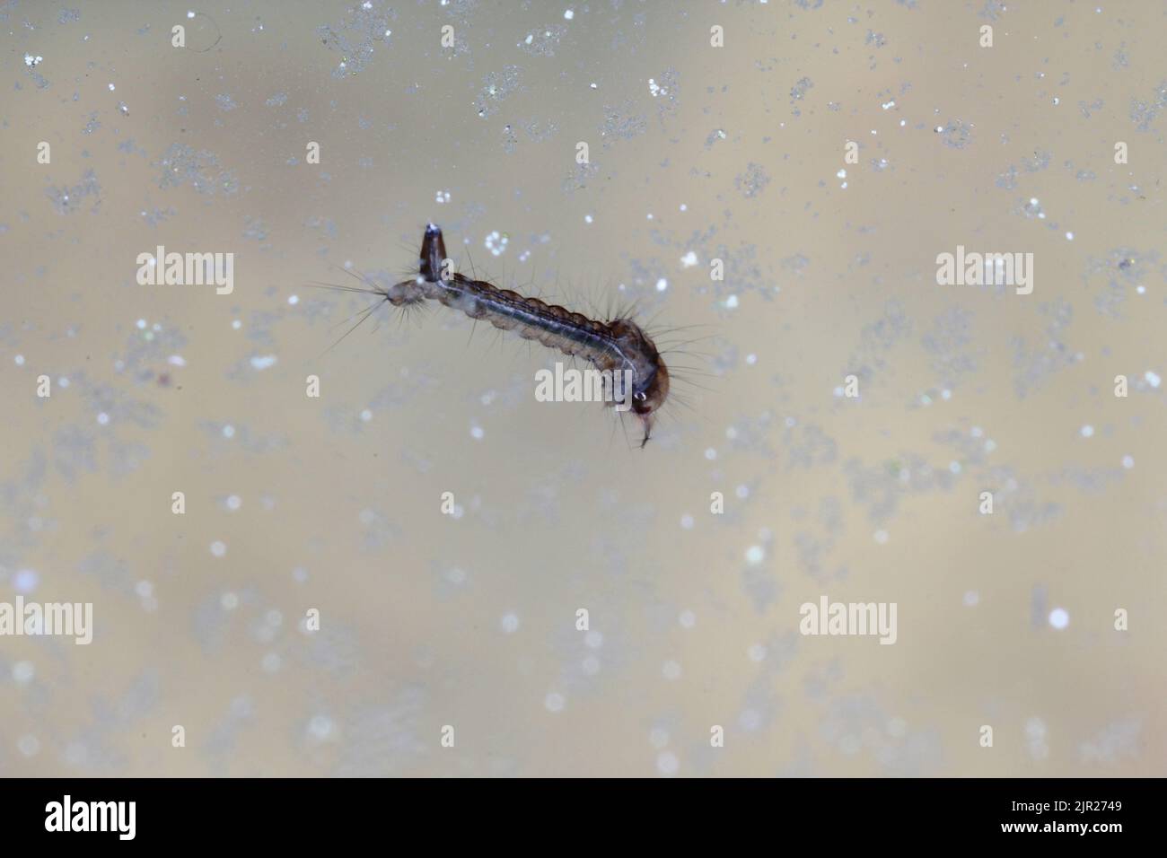 Close-up Of Mosquito Larva Underwater. Stock Photo