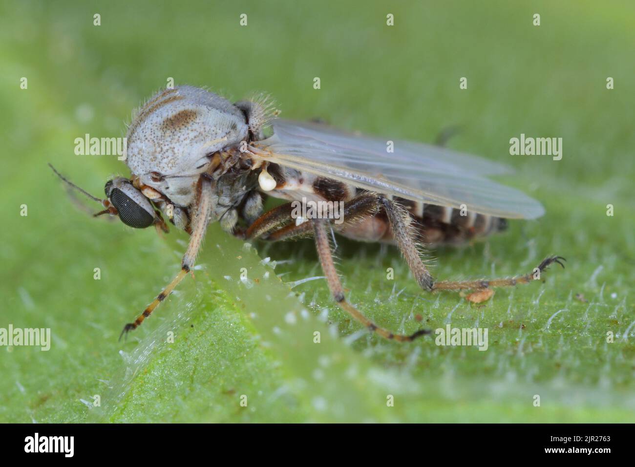 Female of flie from family Chironomidae (informally known as chironomids, nonbiting midges, or lake flies). Stock Photo