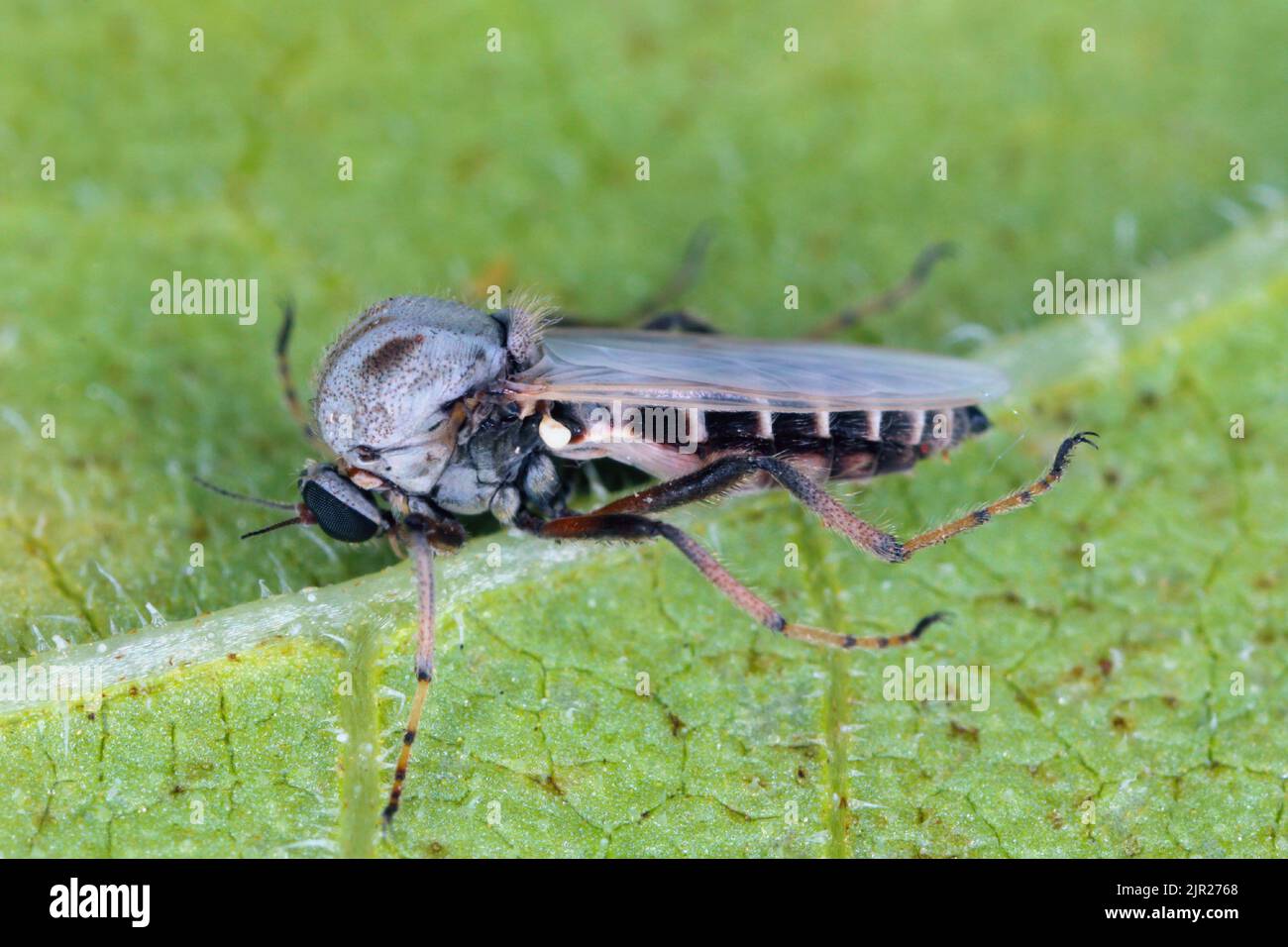 Female of flie from family Chironomidae (informally known as chironomids, nonbiting midges, or lake flies). Stock Photo