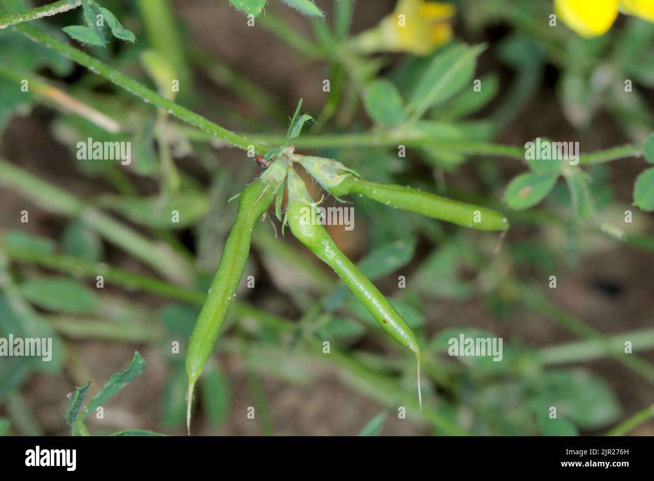 Swollen vetch (Vicia) pods by feeding inside larvae of Gall-midges (Cecidomyiidae, Diptera). Stock Photo