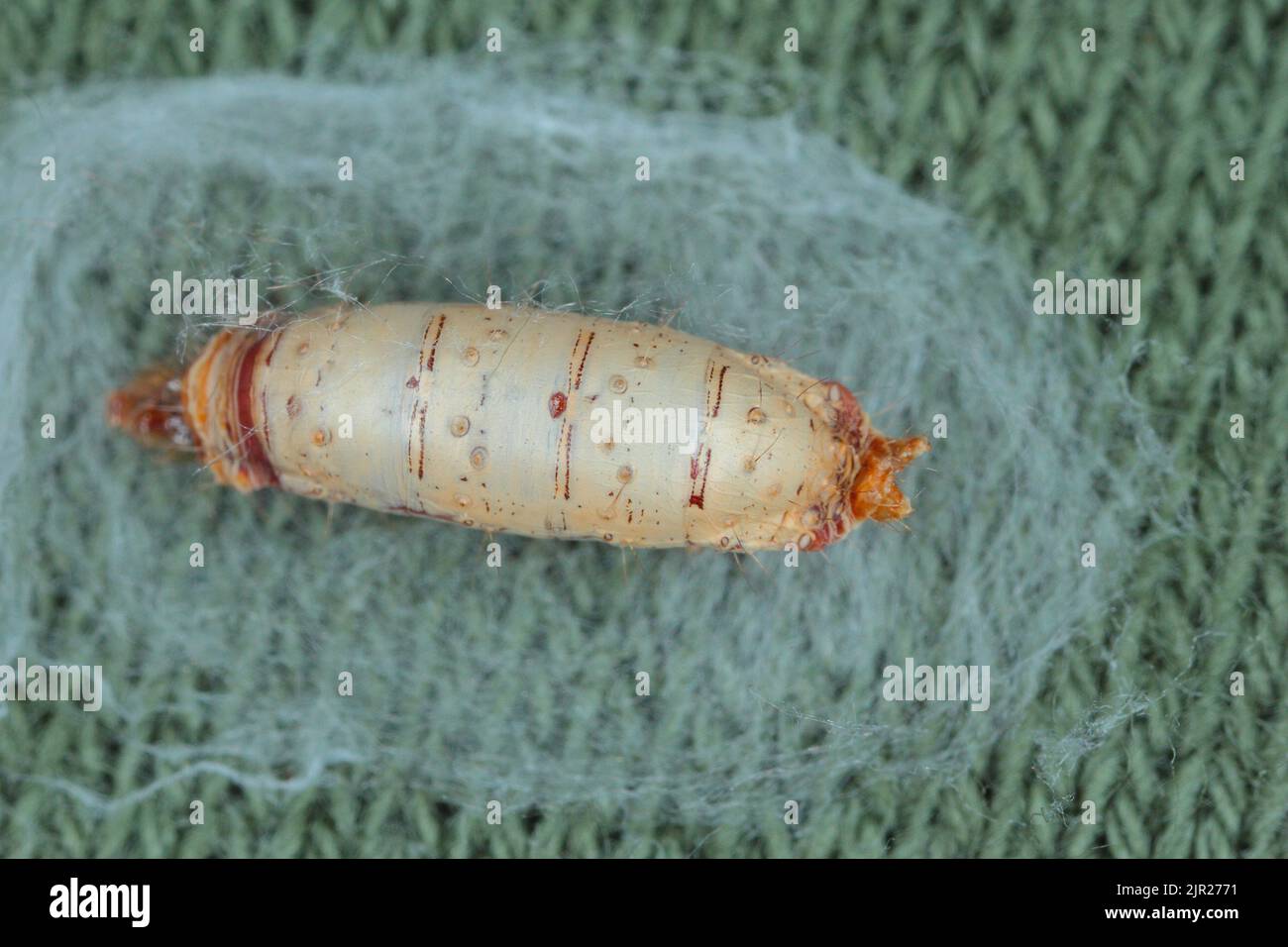 The cocoon, pupa of an insect of the order of flies. Stock Photo