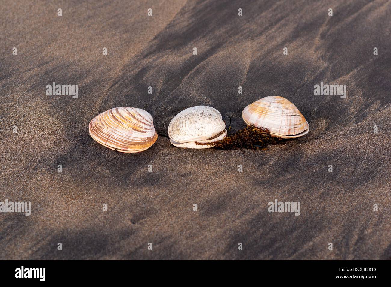 three shells of surf clams on black volcanic sand Stock Photo Alamy