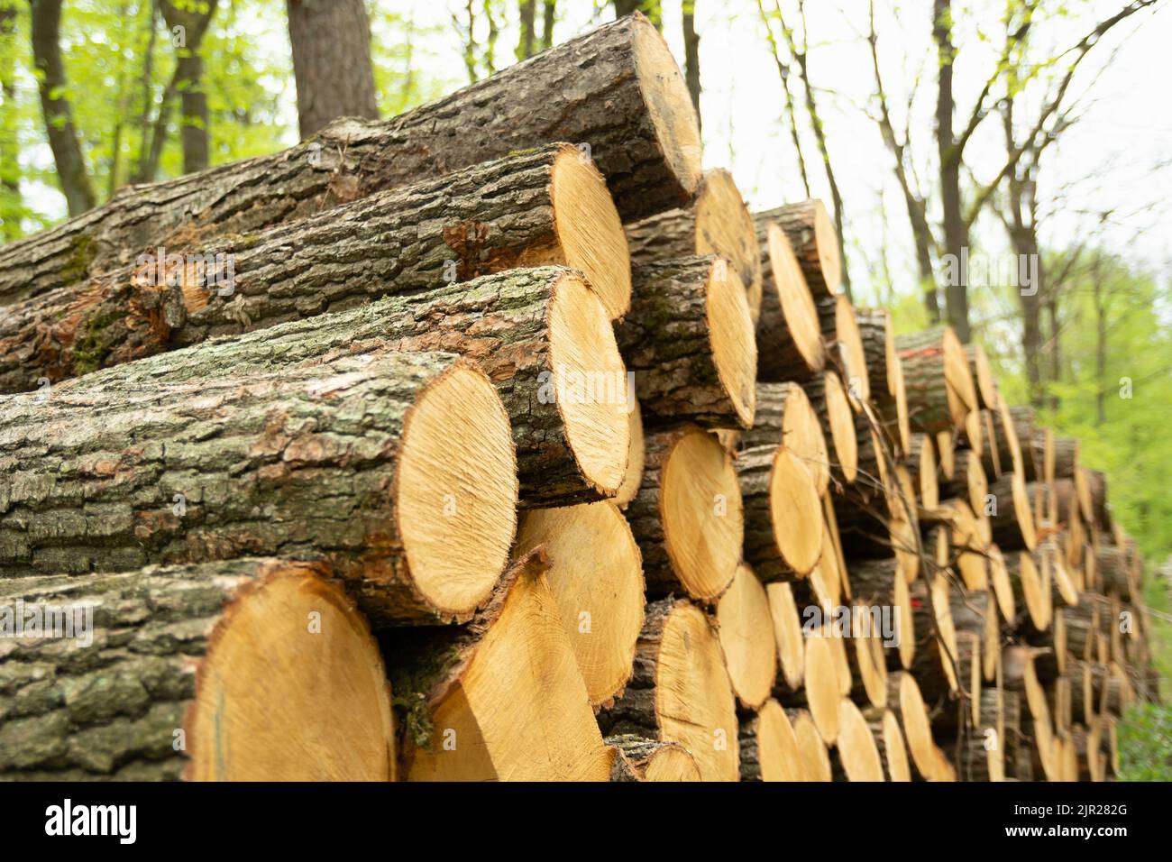 A pile of tree trunks from the forest clearings, close up Stock Photo