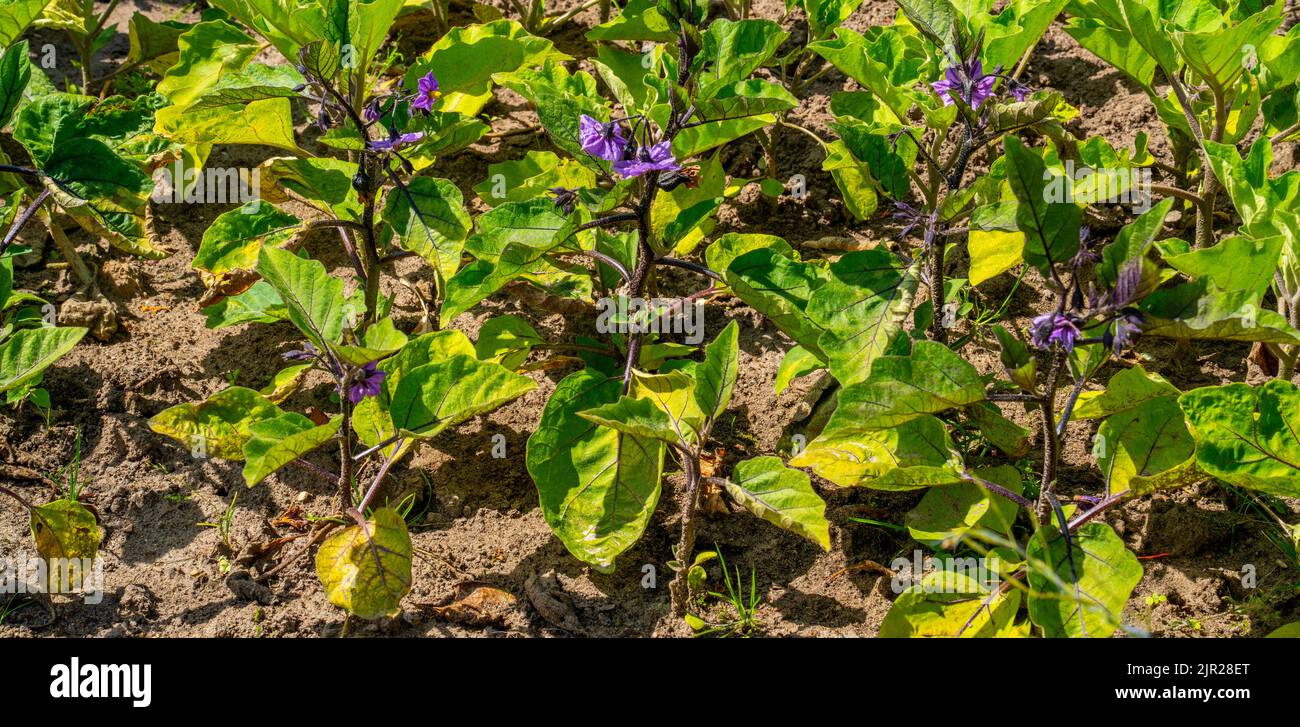 Flowering Eggplants growing in a garden (Solanum melongena) - Solanum esculentum Stock Photo