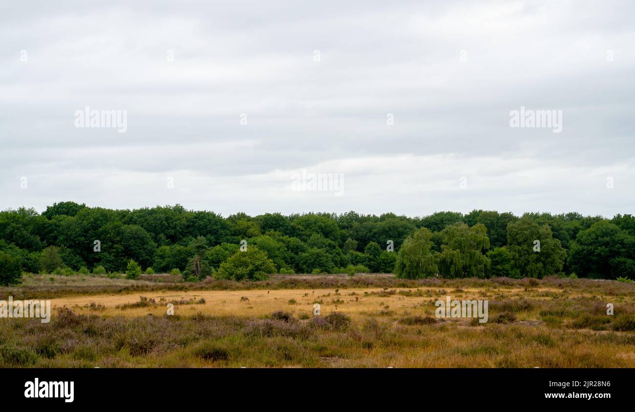 Heathland overgrown with grasses on the Veluwe, Netherlands Stock Photo