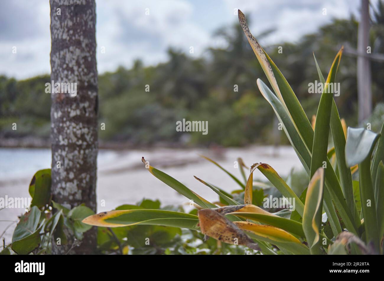 Detail of an aloe vera plant that grows naturally on the beach of Xpu