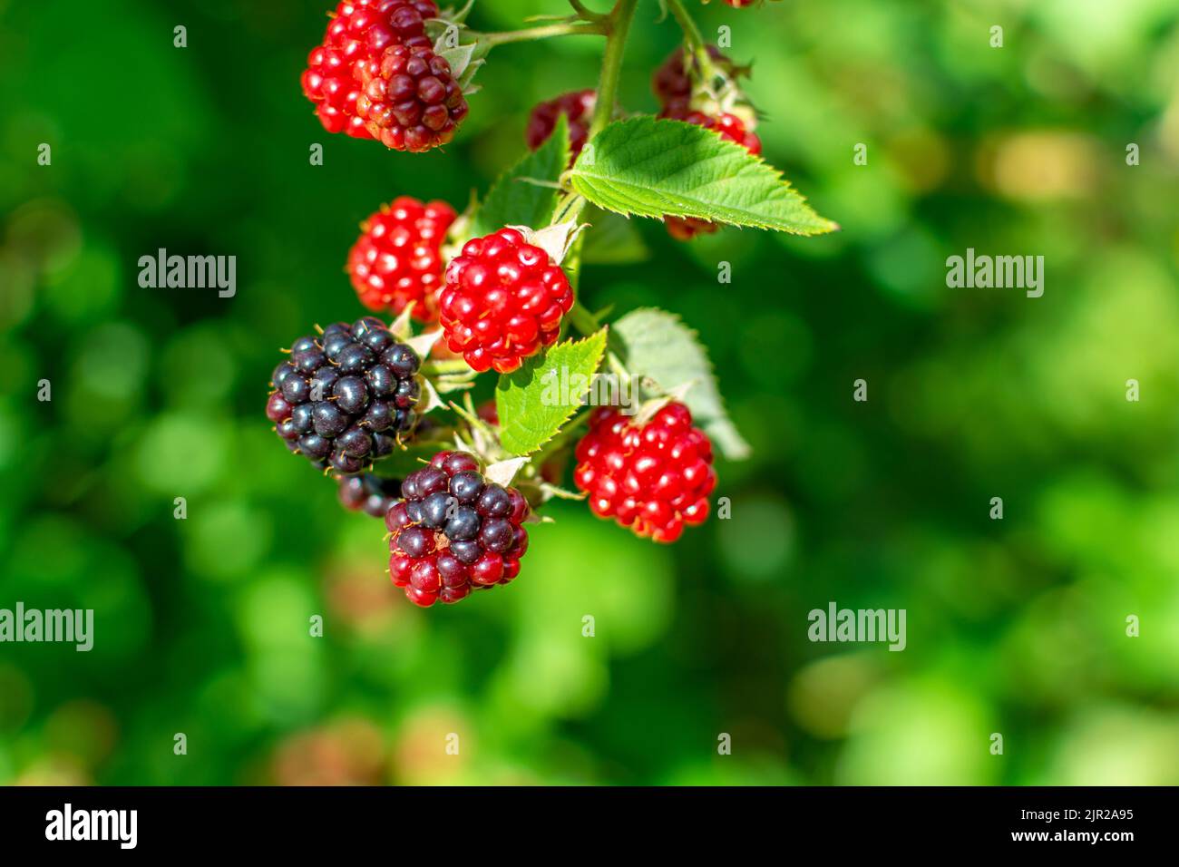 https://c8.alamy.com/comp/2JR2A95/blackberry-a-fruit-shrub-that-grows-wild-and-is-cultivated-in-gardens-2JR2A95.jpg