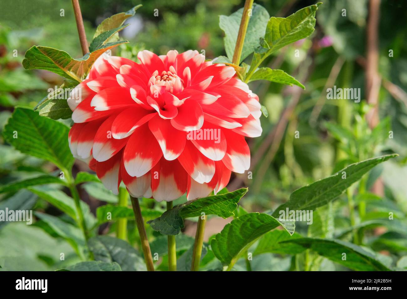 Dahilia in gardening nursery. Natural blooming background.  Red Water pipe flower. Stock Photo