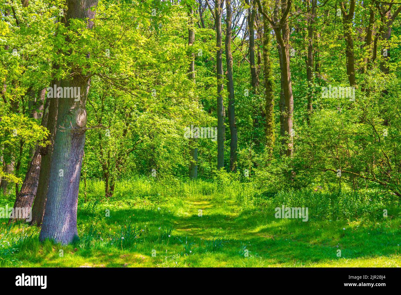 Natural beautiful panorama view with lake river walking pathway and