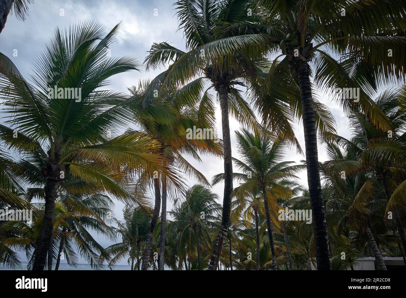 Some palm trees typical of the Mexican Caribbean grow on the beach. grow on the beach. Stock Photo