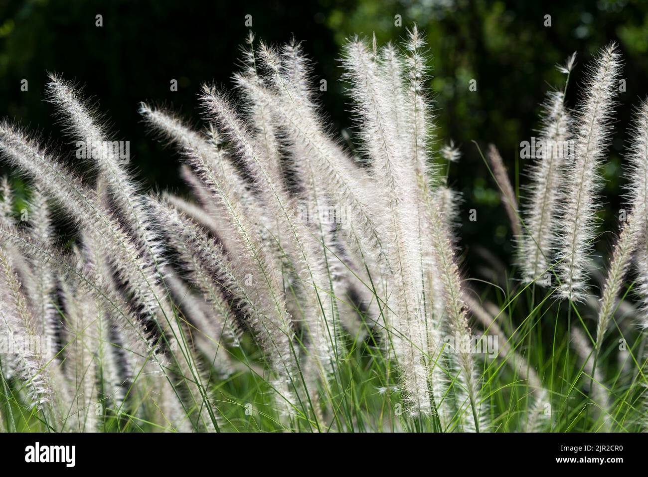 Closeup of a Straw Grass Flower bush with a blurred natural background. Selective focus, horizontal Stock Photo
