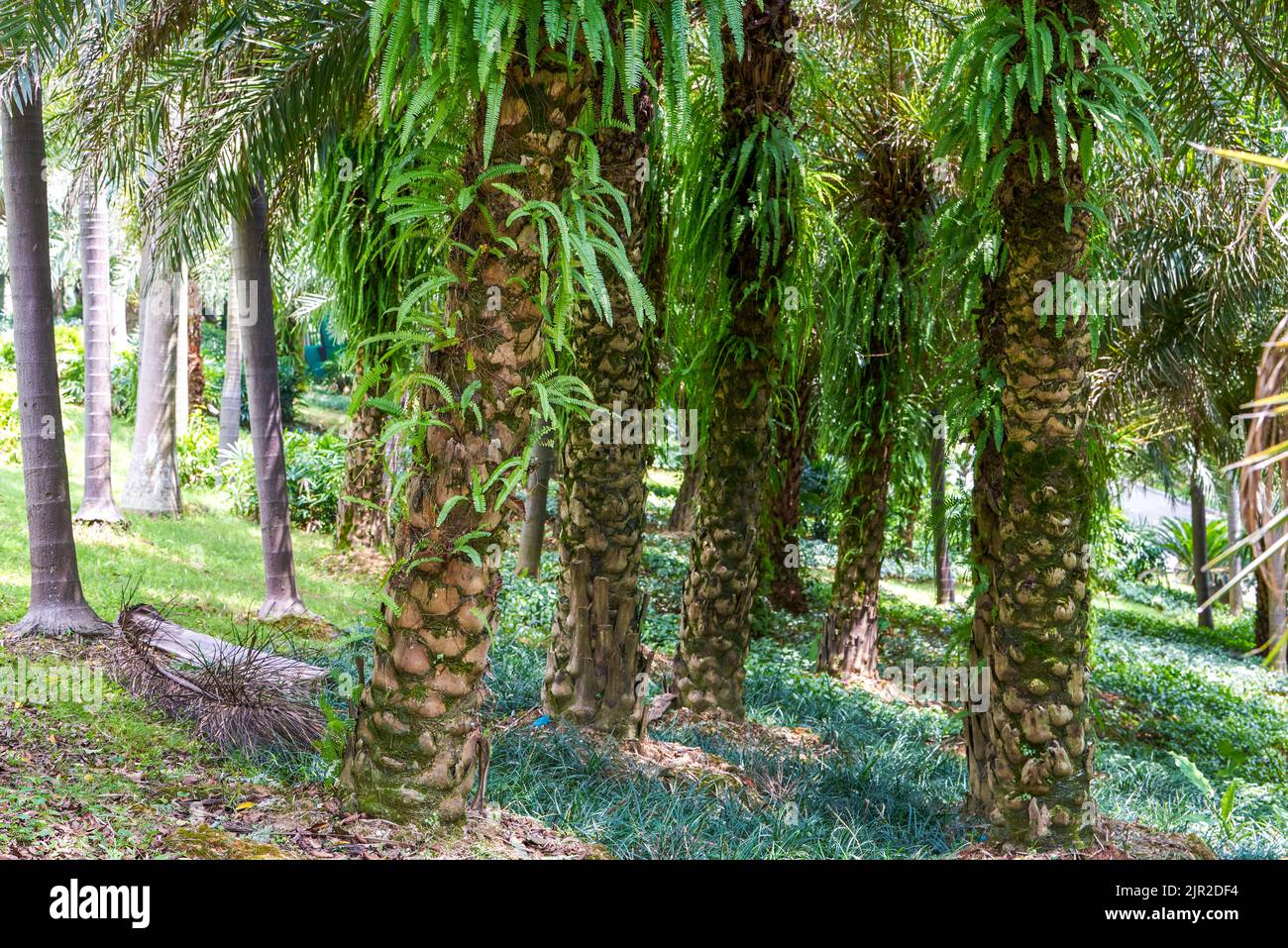 Palm grove planted in tropical botanical garden Stock Photo Alamy