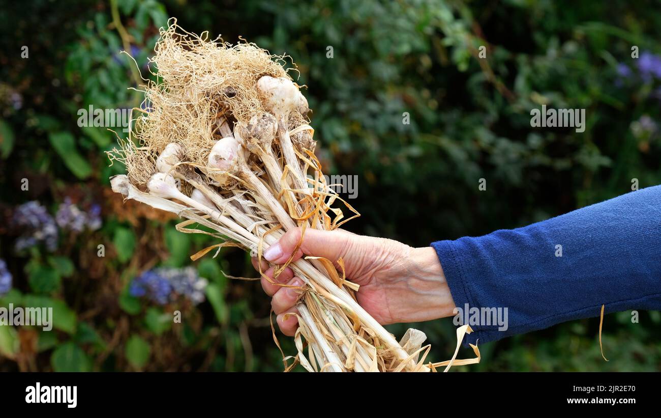 Female hand holding freshly harvested garlic from the garden - John Gollop Stock Photo