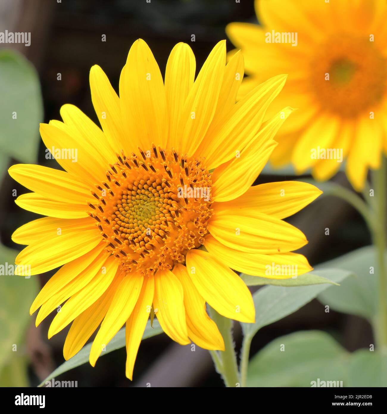 Sunflower in bloom Stock Photo Alamy