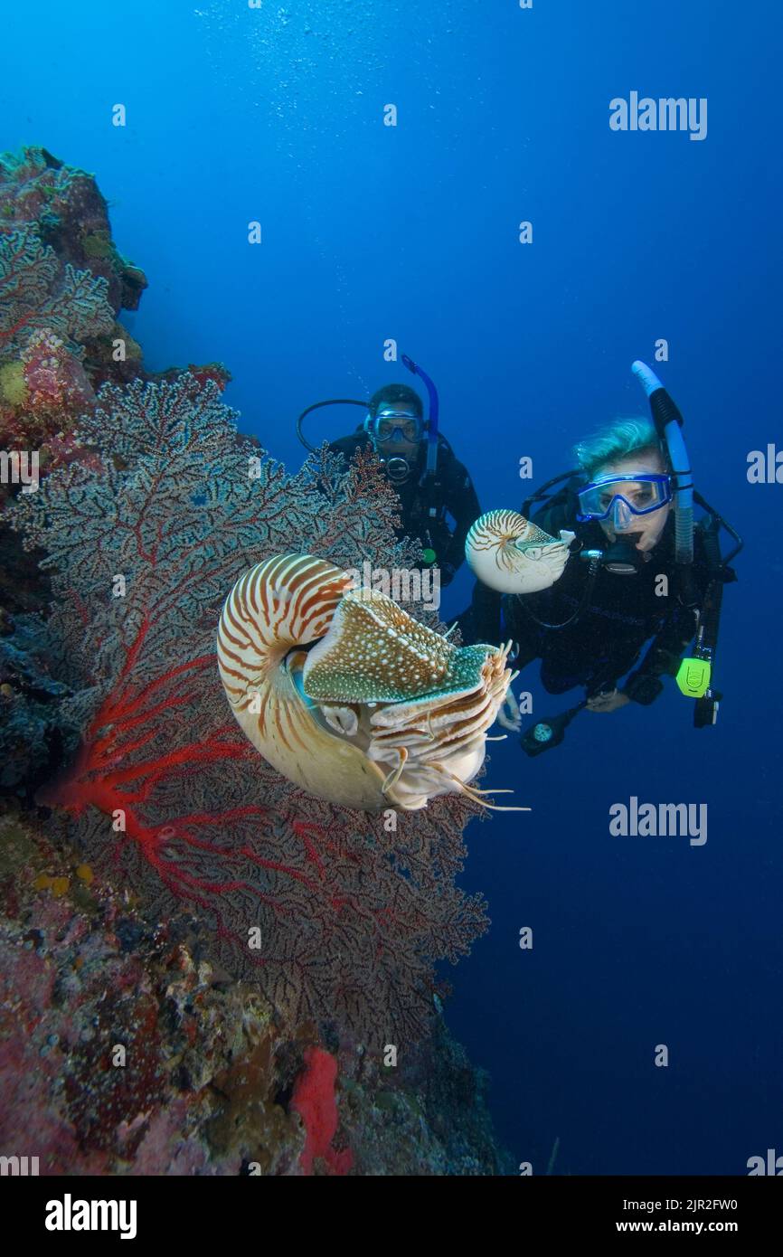 Chambered nautilus, Nautilus pompilius, and divers (MR). Palau