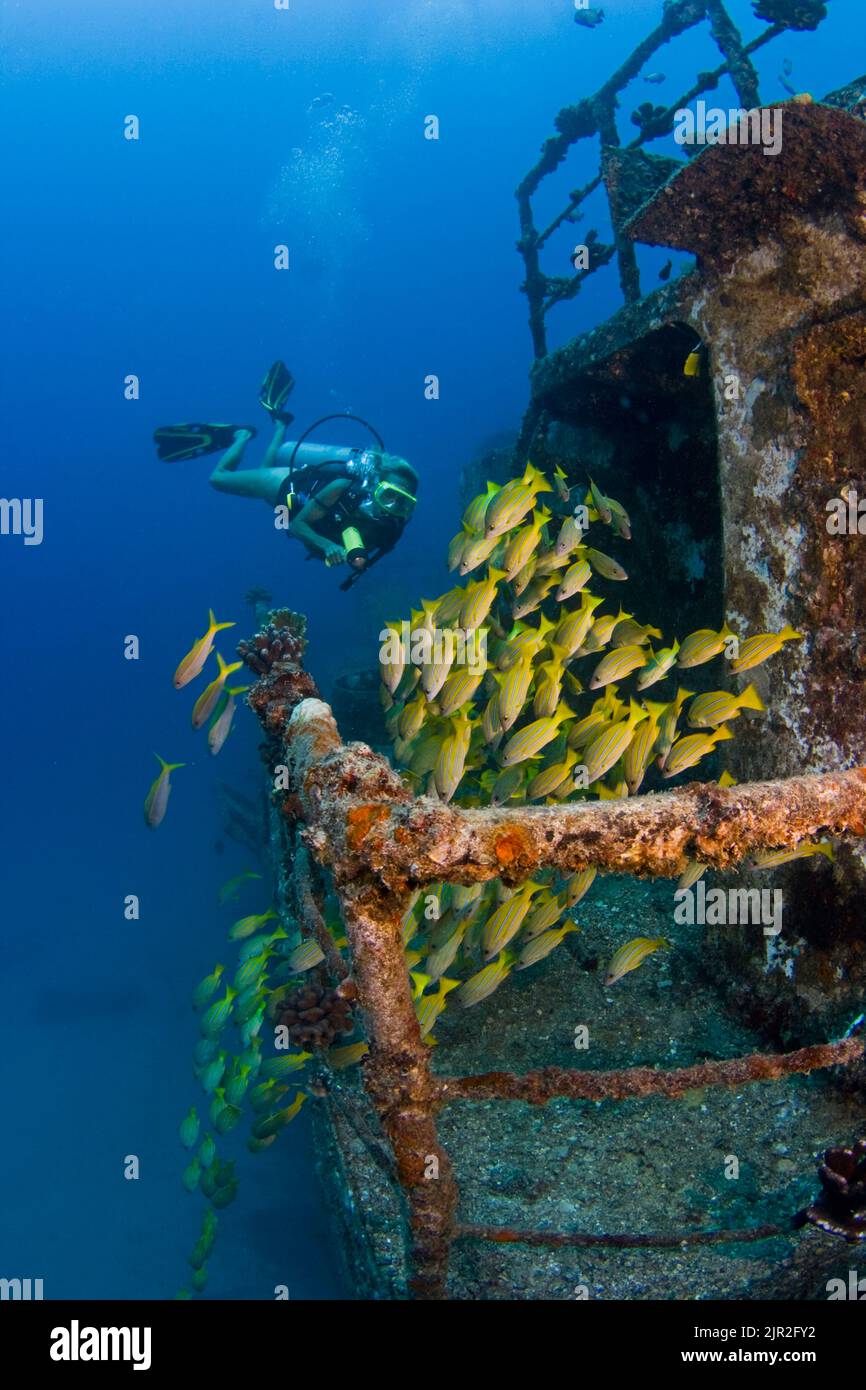 Diver (MR) and schooling blue striped snapper, Lutjanus kasmira, on the