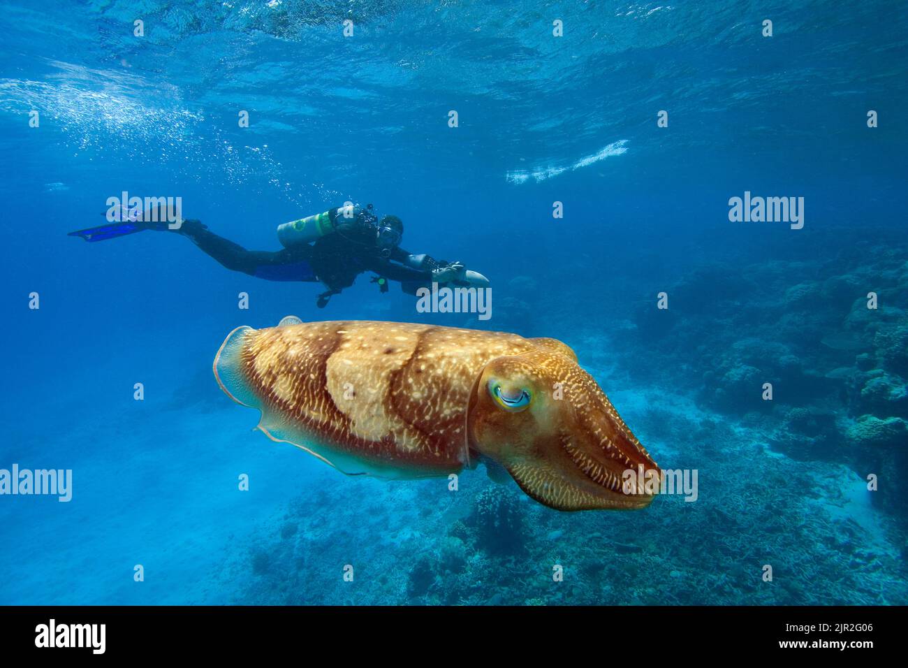 Diver (MR) on an underwater scooter and a common cuttlefish, Sepia officinalis, in Palau, Micronesia. Stock Photo