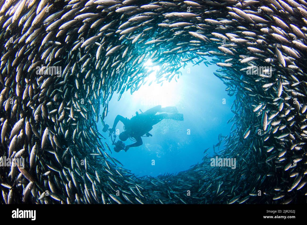 A diver above a chimney like opening in a school of black striped salema, Xenocys jessiae (endemic). Galapagos Islands, Ecuador. Stock Photo